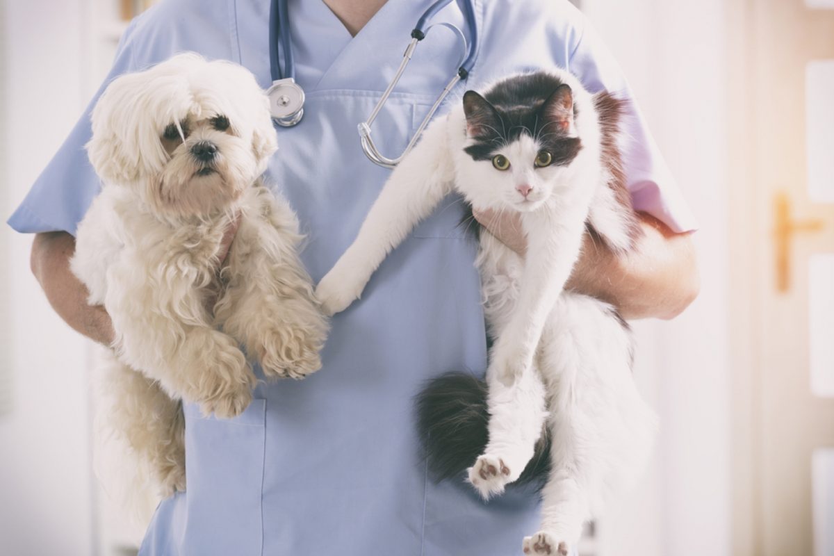 vet_holding_dog_cat.jpg.1440x960_q100_crop-scale_upscale