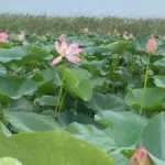 Лотосовые поля экскурсия