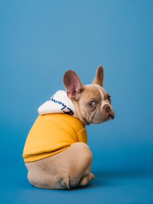 собака в желтой кофте на синем фоне Установка камер для поиска